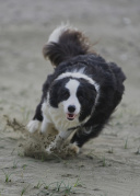 犬の撮影