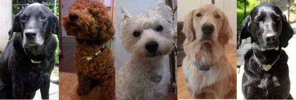 �r�[�Y�̎�֍쐻�T���v��